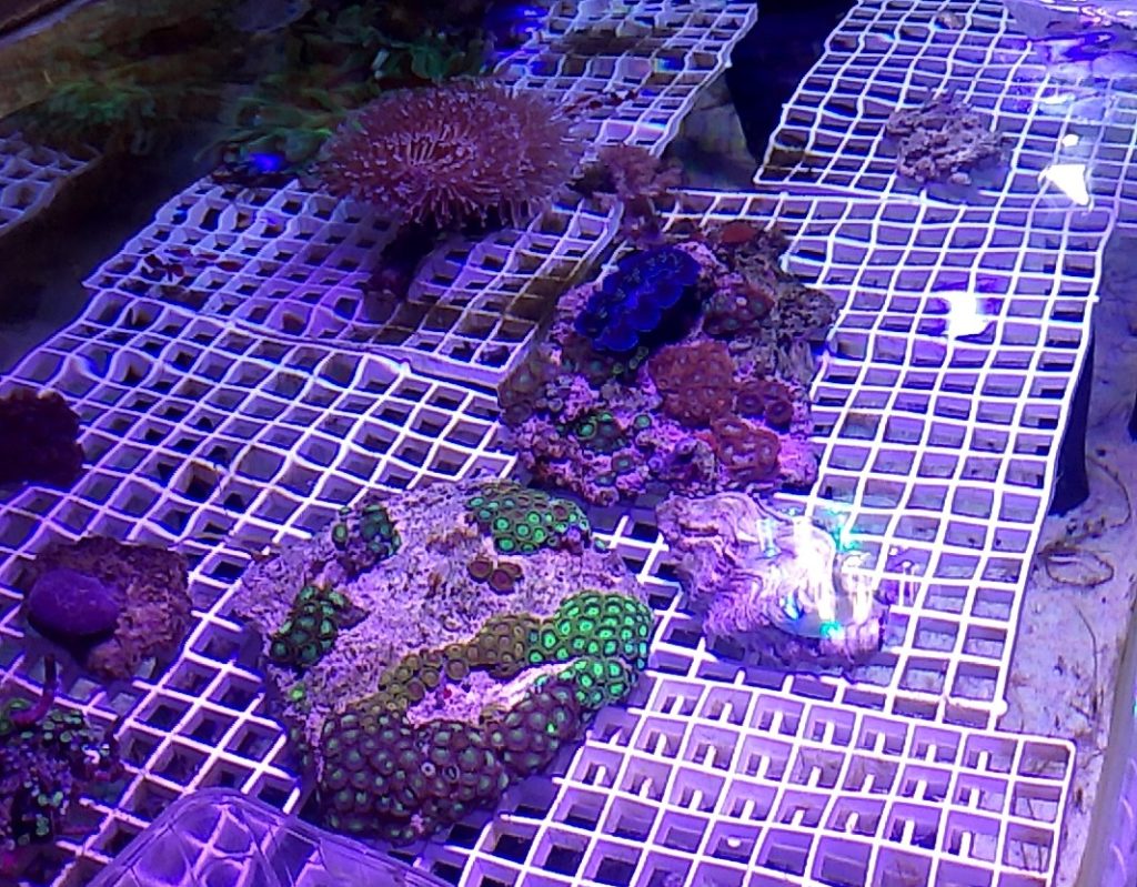 お魚倉庫イソギンチャク
