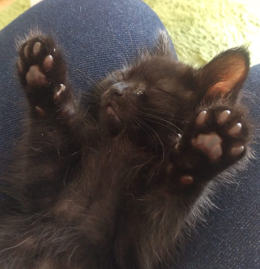 福ねこ『そら』