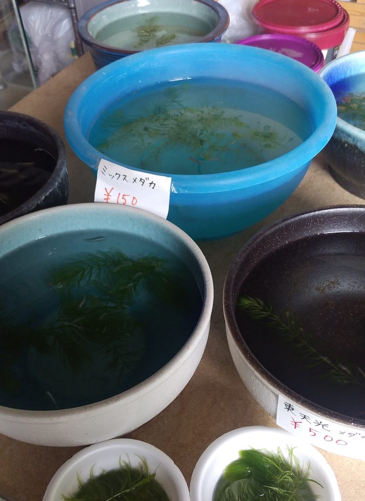 お魚倉庫めだか