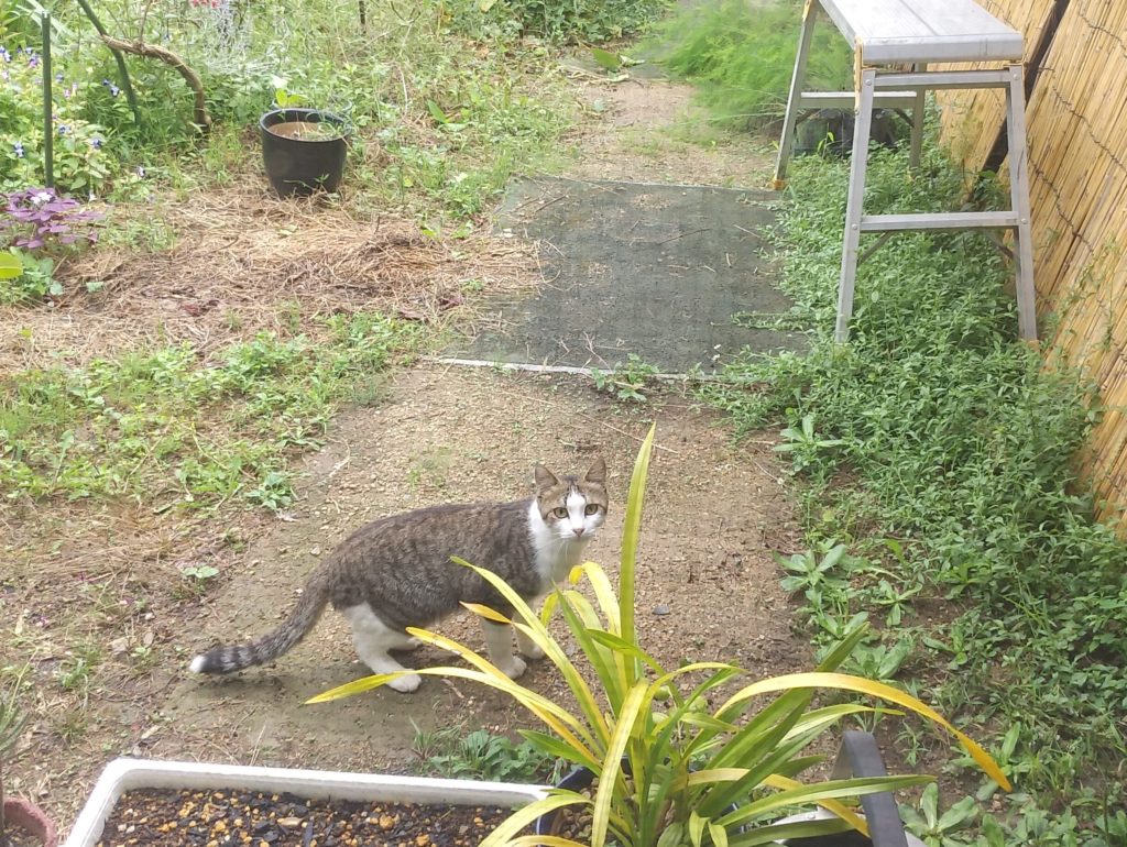 のうさぎカフェの猫