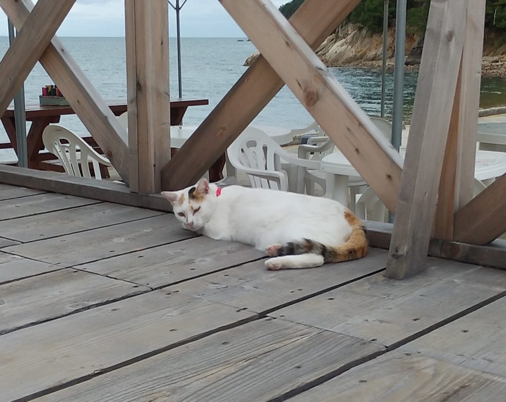 ドルフィンセンターのねこ2