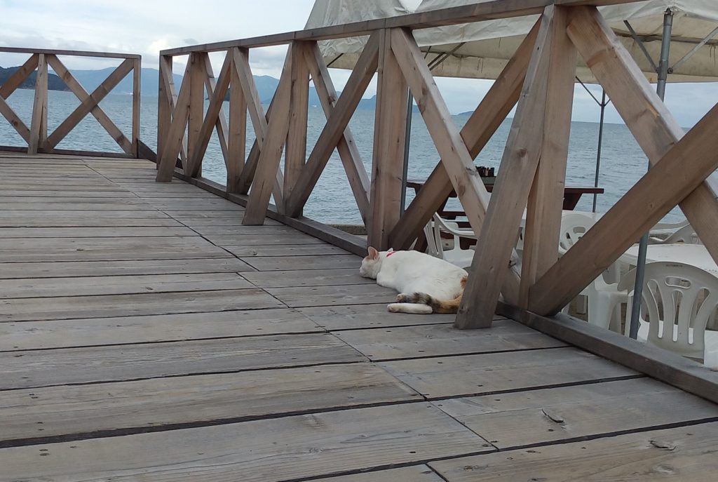 ドルフィンセンターのねこ1