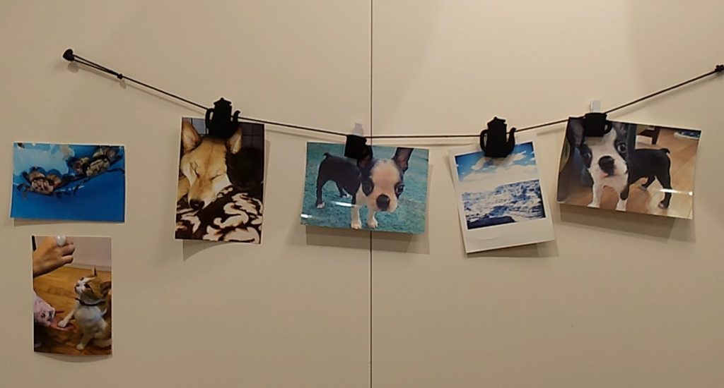 ペット写真2