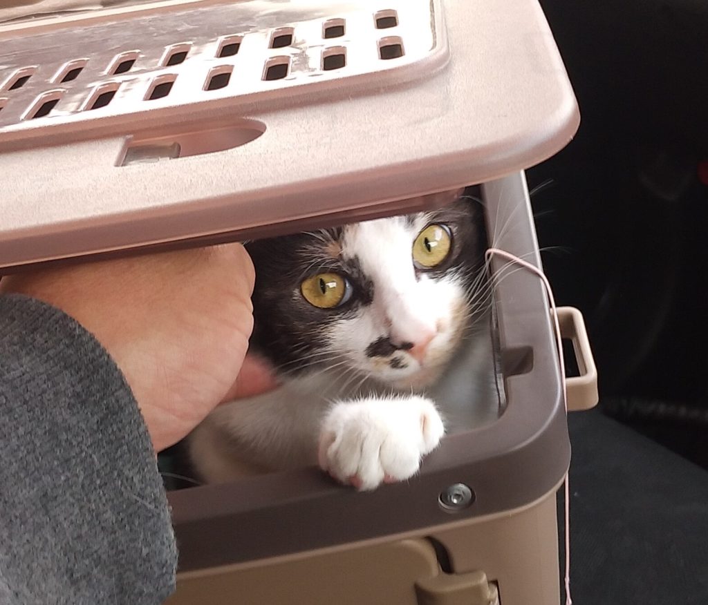 カゴの中のまめ
