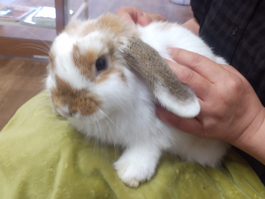 ハルハルファームのうさぎ