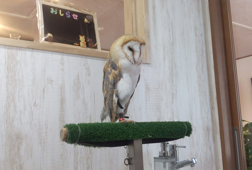 ハルハルファームふくろう1