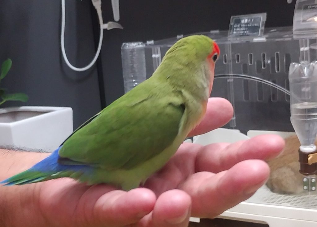 ハルハルファームのインコ