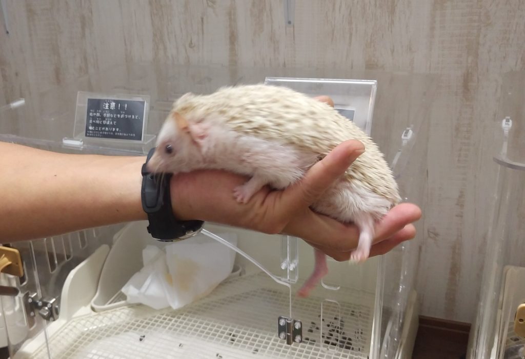 ハルハルファーム、ハリネズミ4