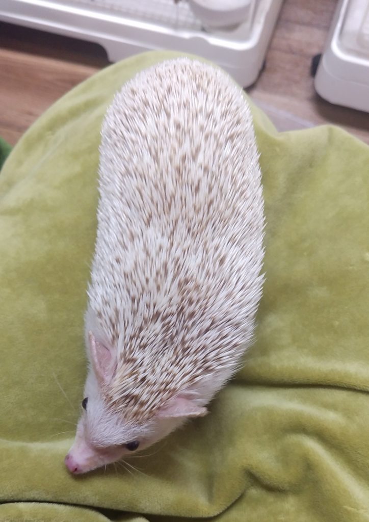 ハルハルファーム、ハリネズミ3