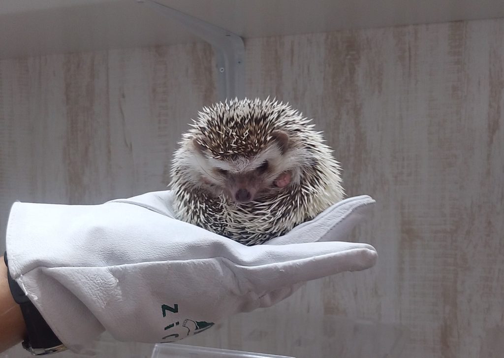 ハルハルファーム、ハリネズミ2