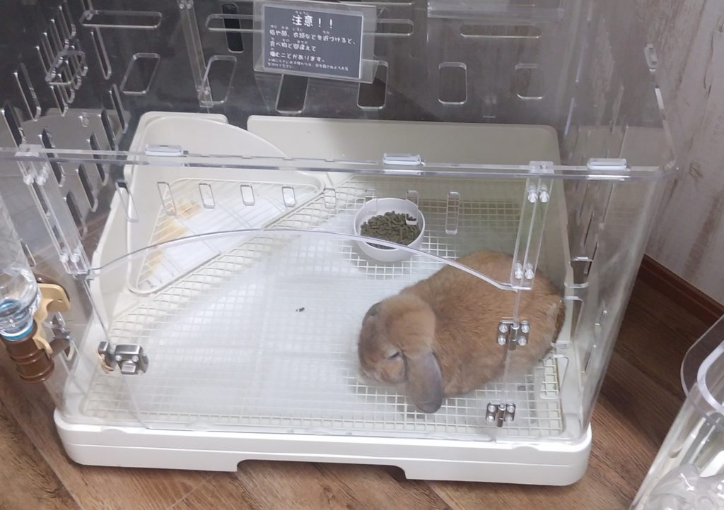 ハルハルファーム動物部屋の中3