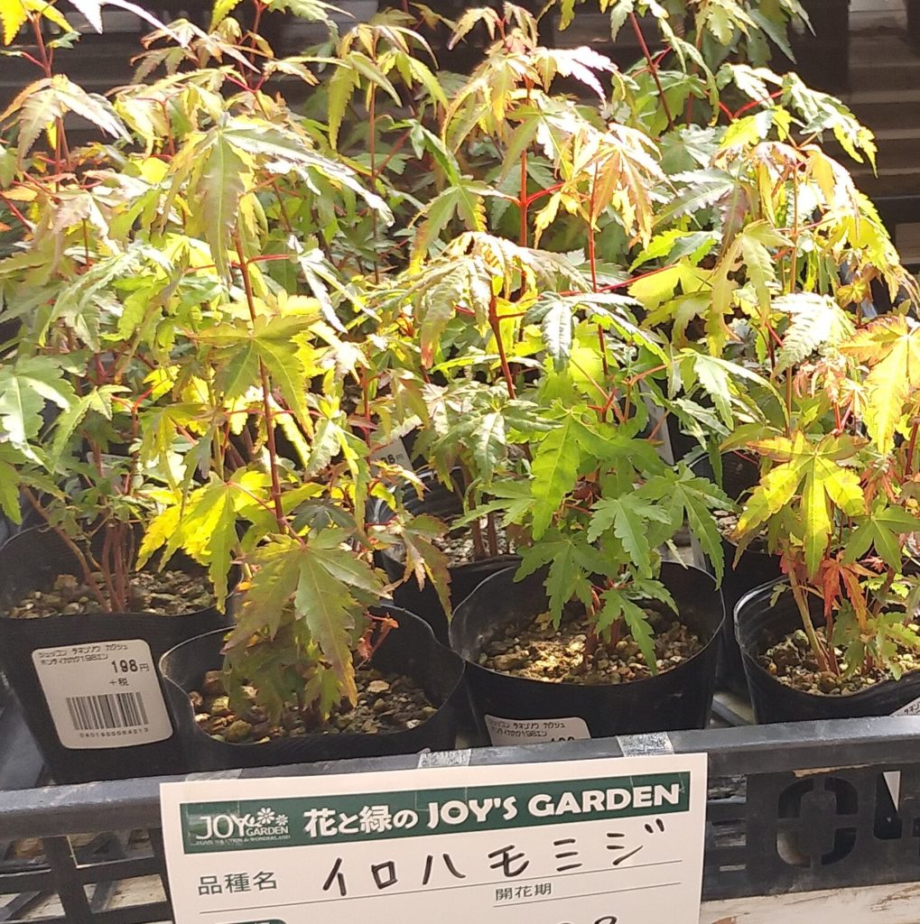 JOYGARDEN紅葉
