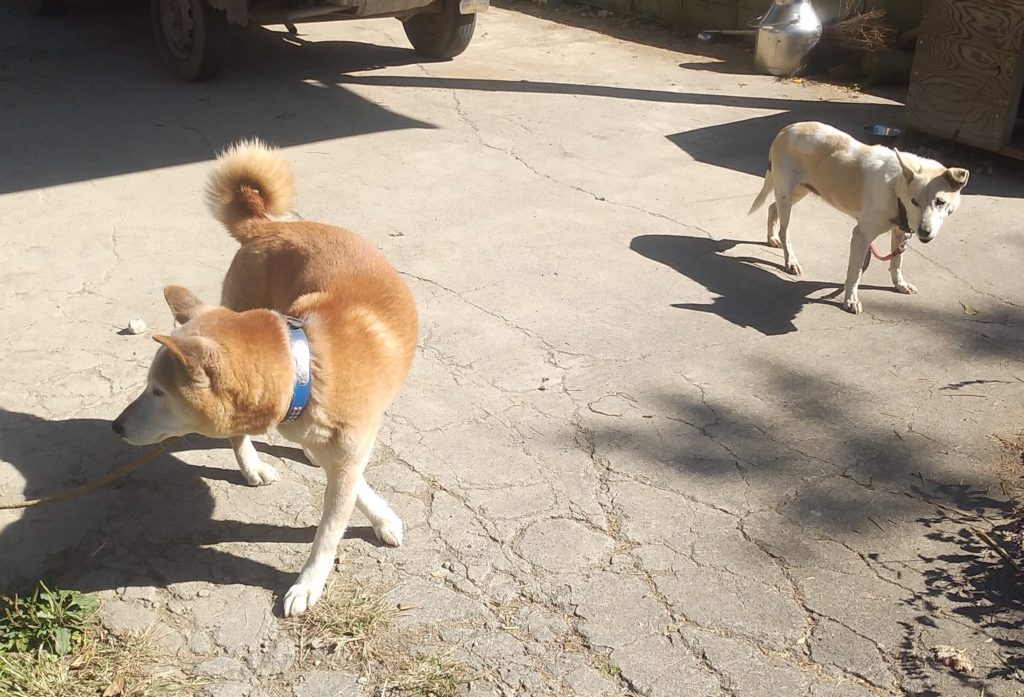 『DEER LAND FARM 岡﨑牧場』犬