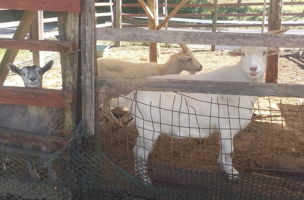 『DEER LAND FARM 岡﨑牧場』ヤギ1