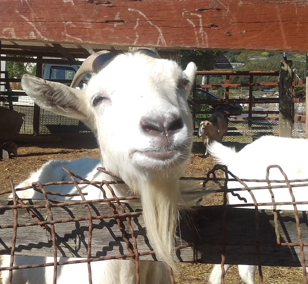 『DEER LAND FARM 岡﨑牧場』ヤギ2