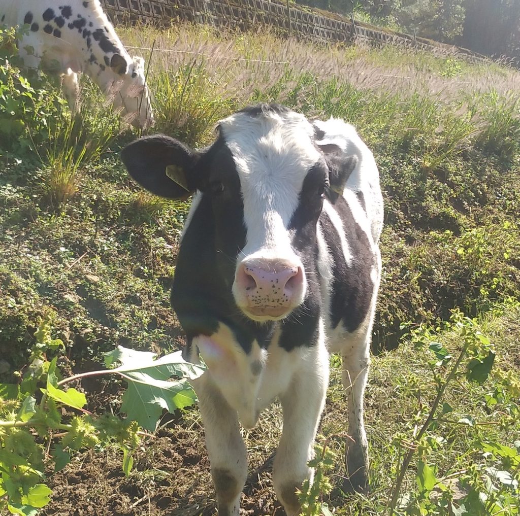 『DEER LAND FARM 岡﨑牧場』牛