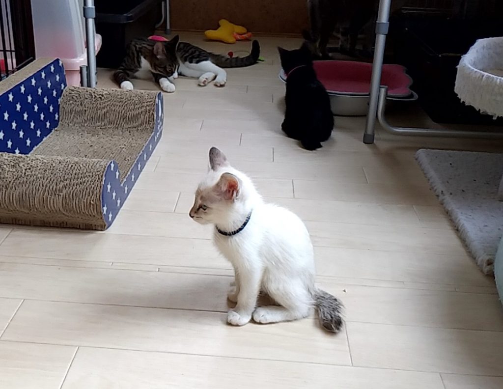 保護ねこハウスの猫たち2