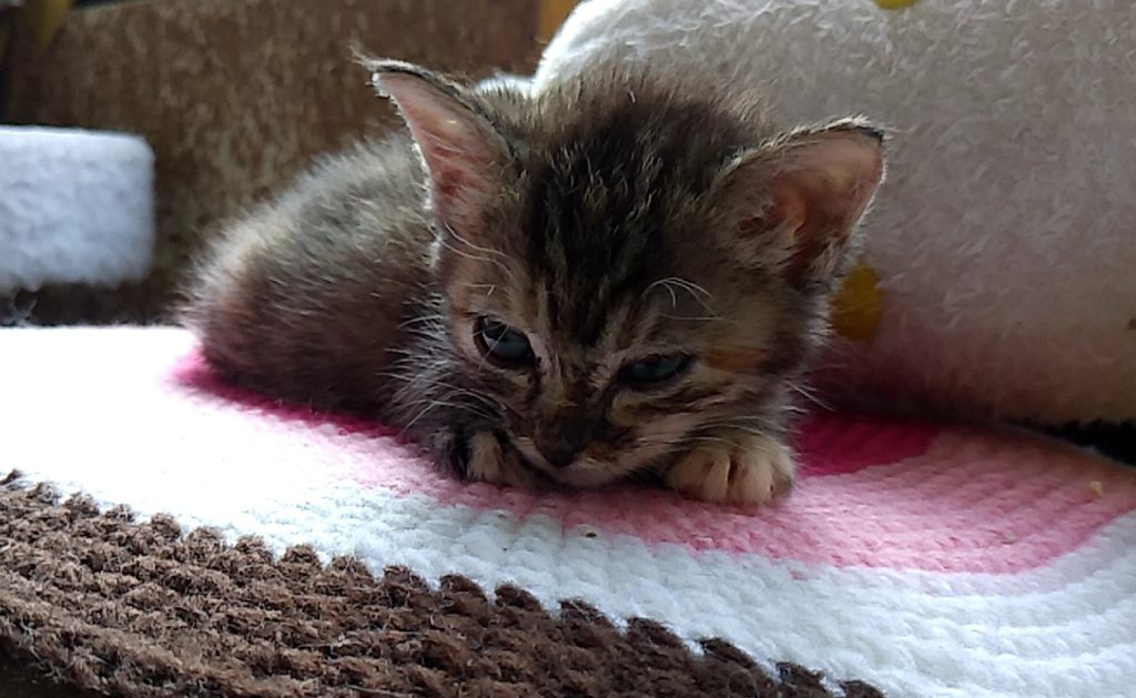 保護ねこハウスの猫たち3