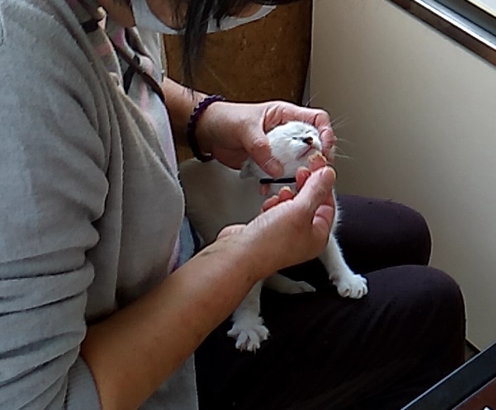 保護ねこハウスの猫たち1