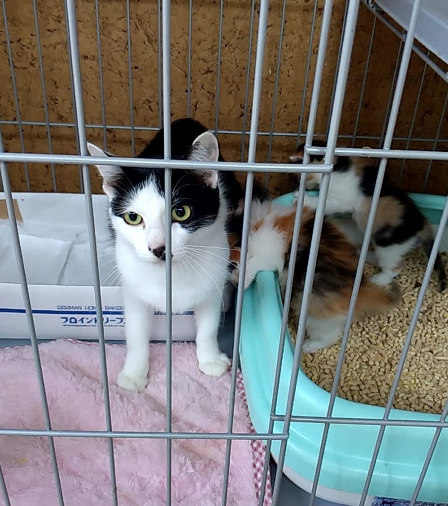 保護ねこハウスの猫たち4