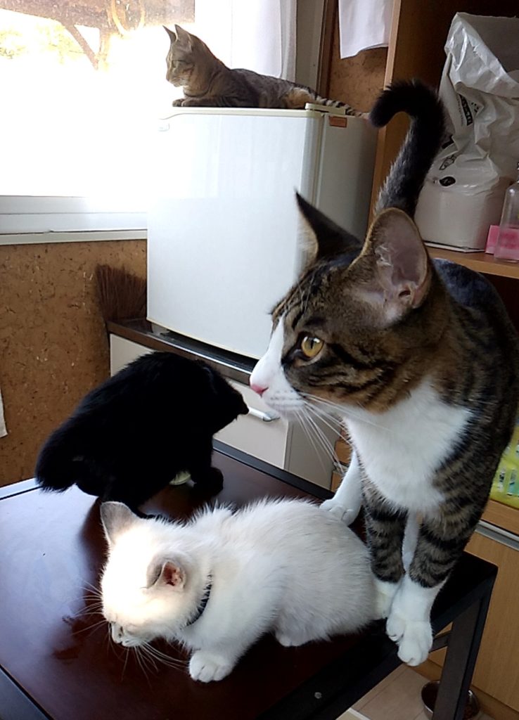 保護ねこハウスの猫たち5