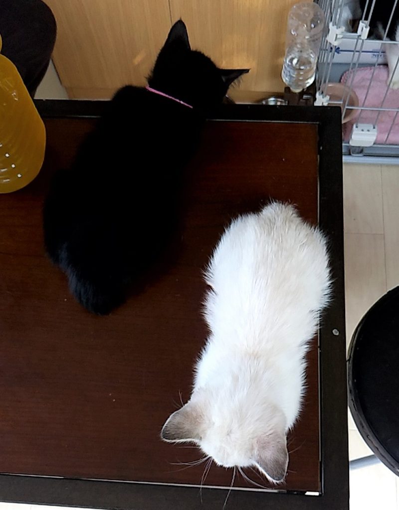 保護ねこハウスの猫たち6