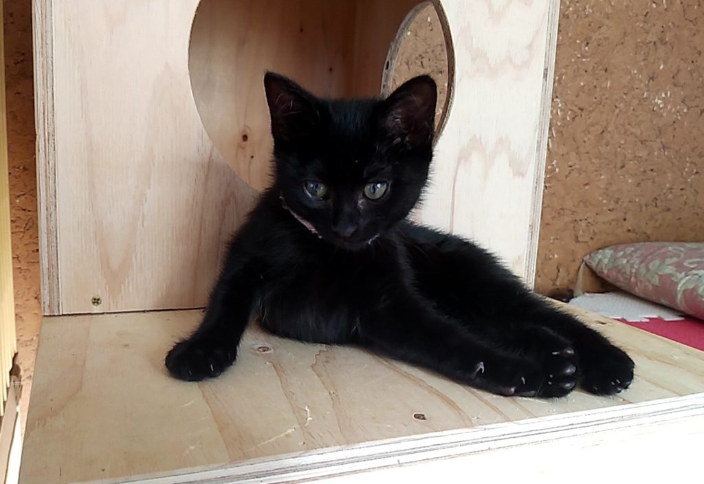 保護ねこハウスの猫たち7