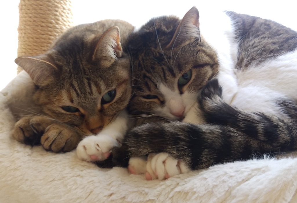 『猫カフェ ねこちゃる』二匹の猫