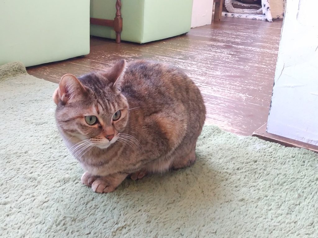 『猫カフェ ねこちゃる』さび柄
