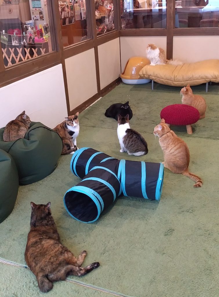 『猫カフェ ねこちゃる』猫たち2
