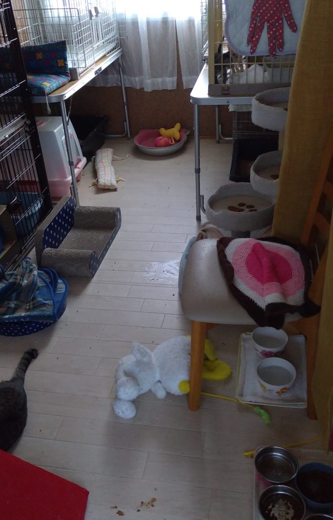 保護ねこハウス、掃除前
