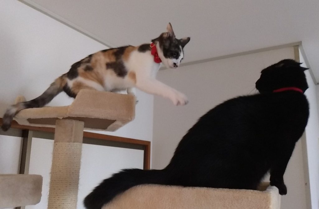 ねこボクシング1