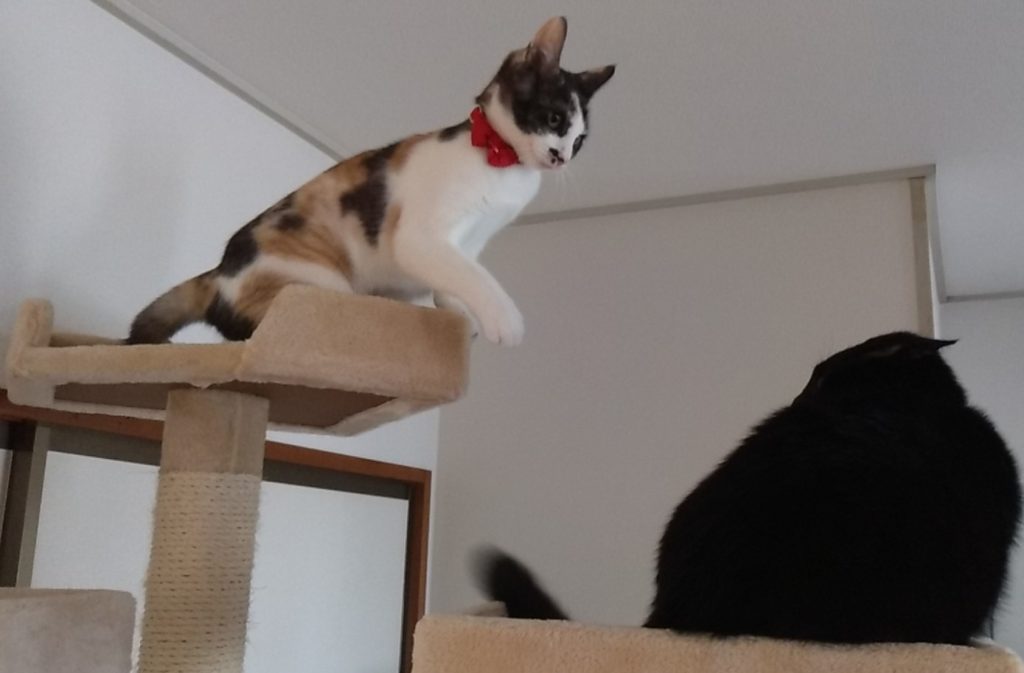 ねこボクシング2