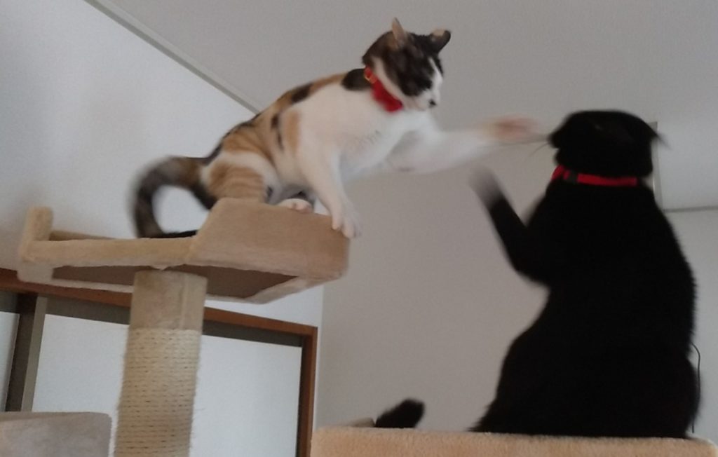 ねこボクシング3
