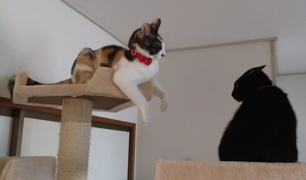 ねこボクシング4
