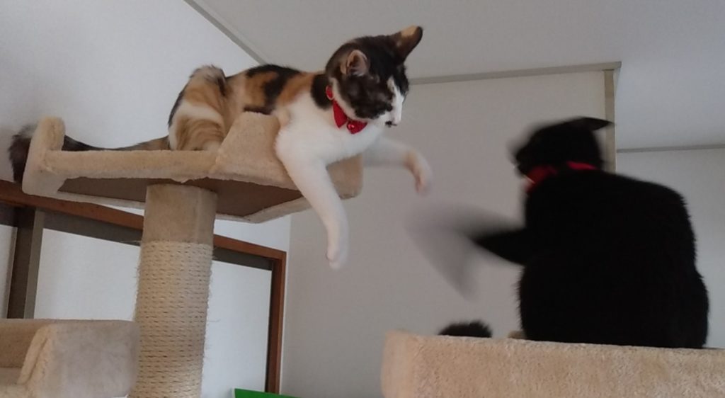 ねこボクシング5