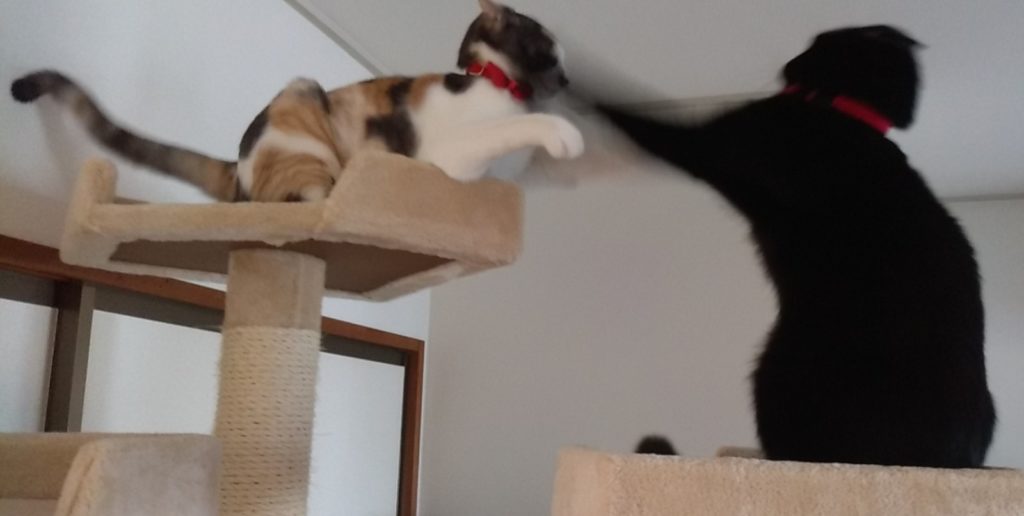 ねこボクシング6