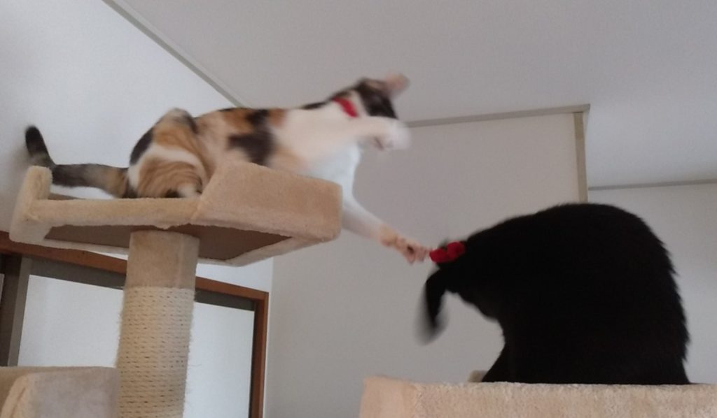 ねこボクシング7