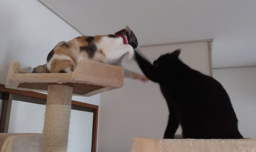 ねこボクシング8