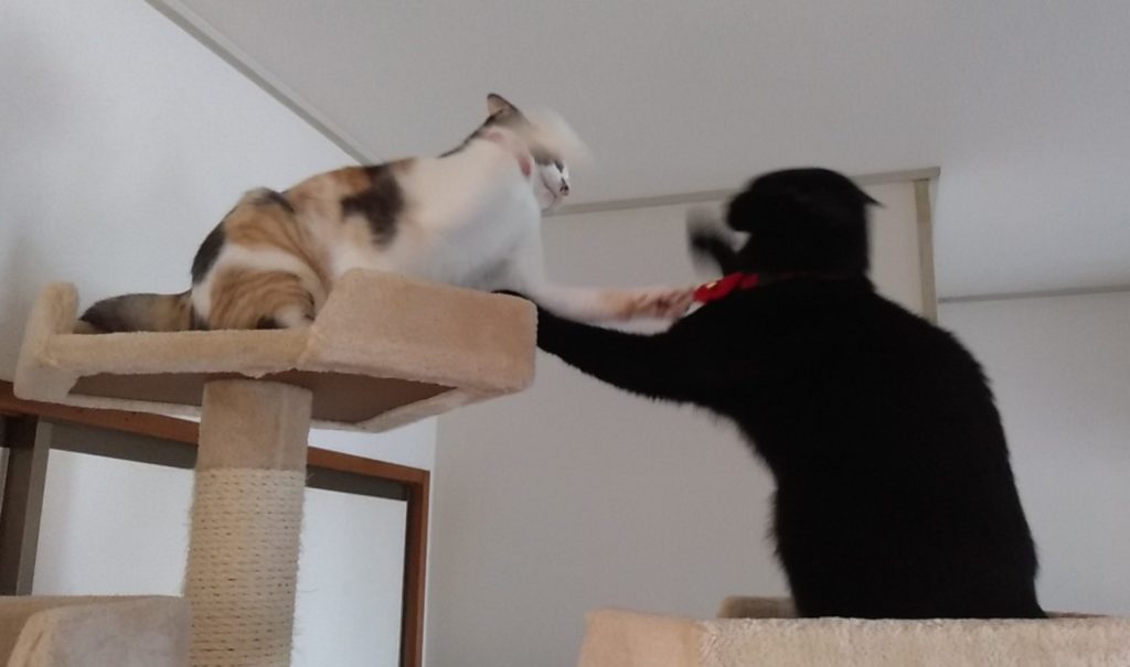 ねこボクシング9