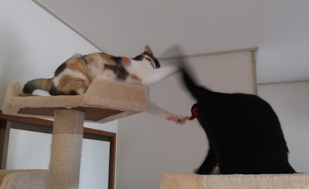 ねこボクシング10