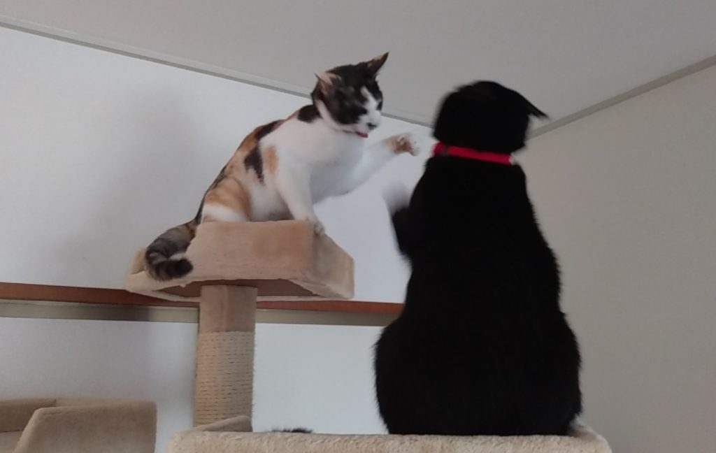 ねこボクシング11