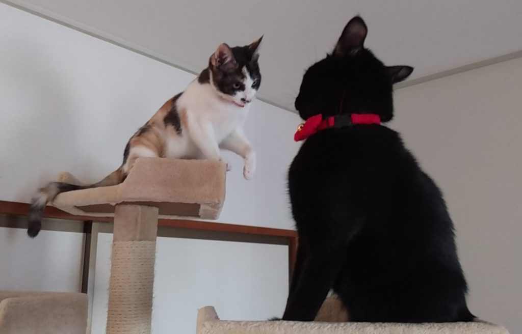 ねこボクシング12