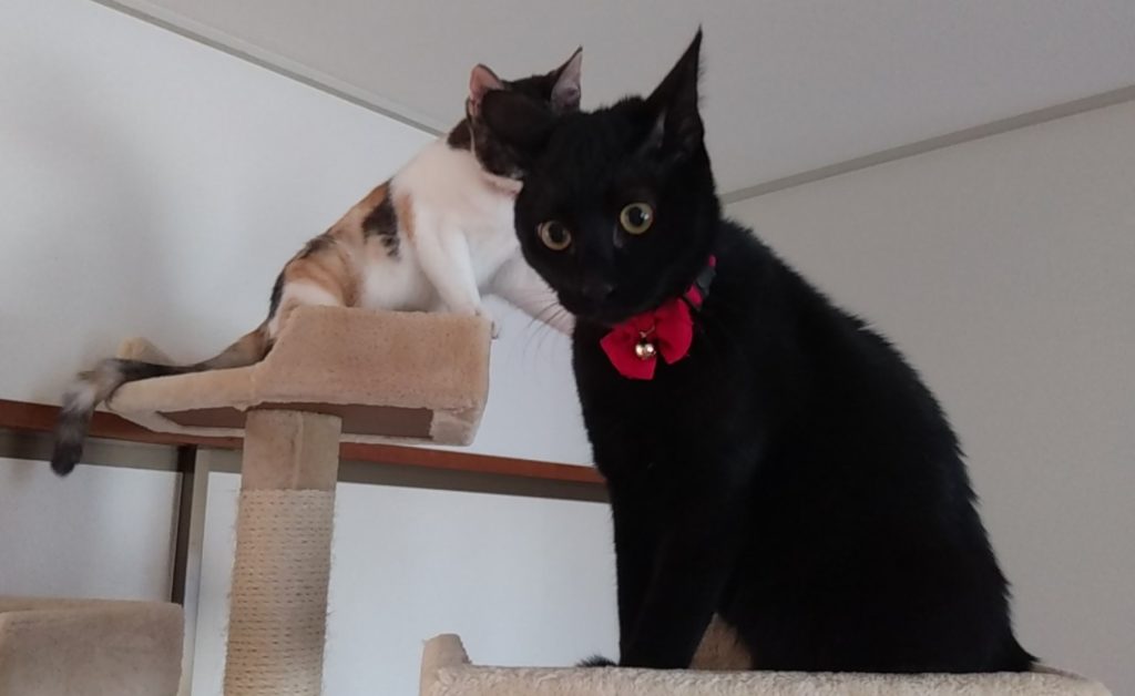 ねこボクシング13