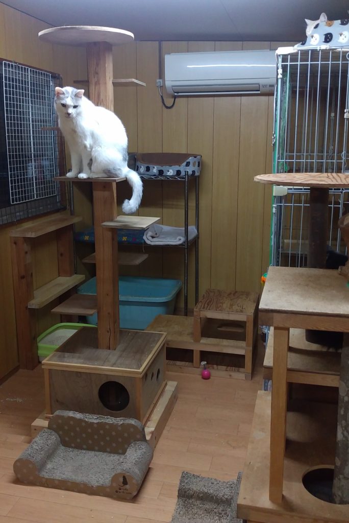 成猫ハウス内