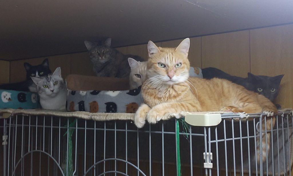 成猫ハウスの猫たち1