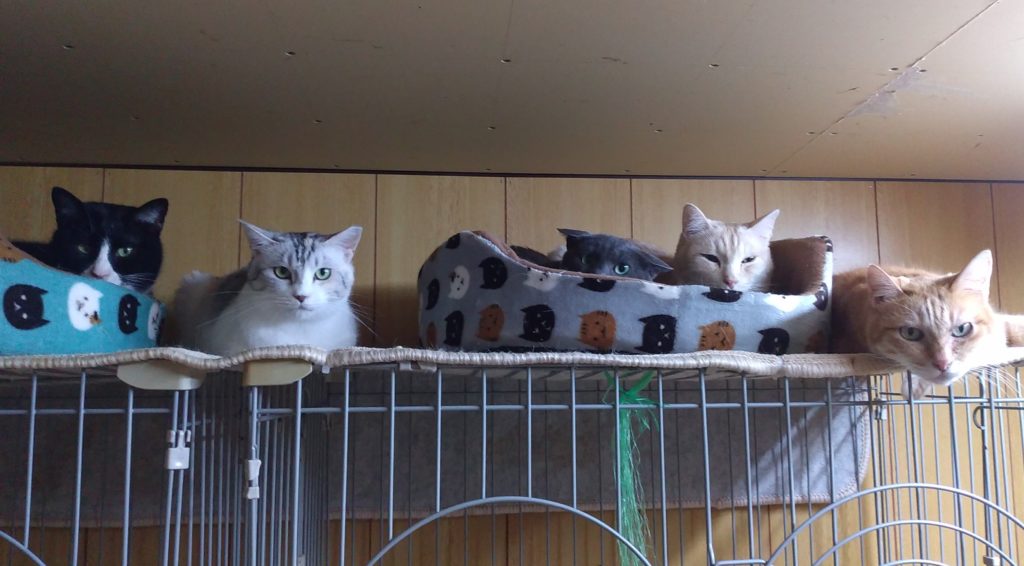 成猫ハウスの猫たち2