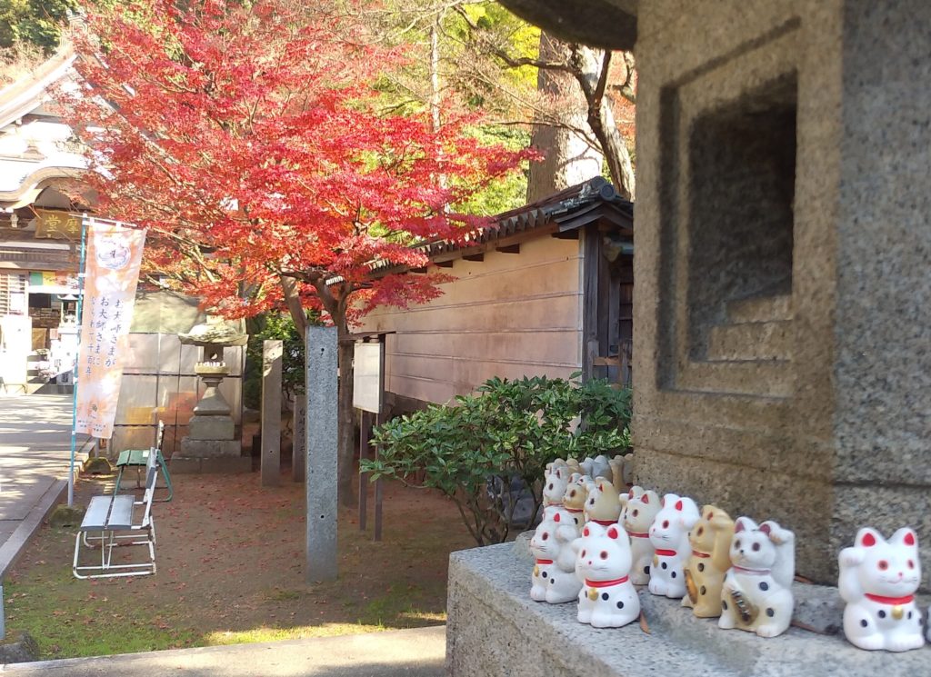 『白峰寺』紅葉と招き猫