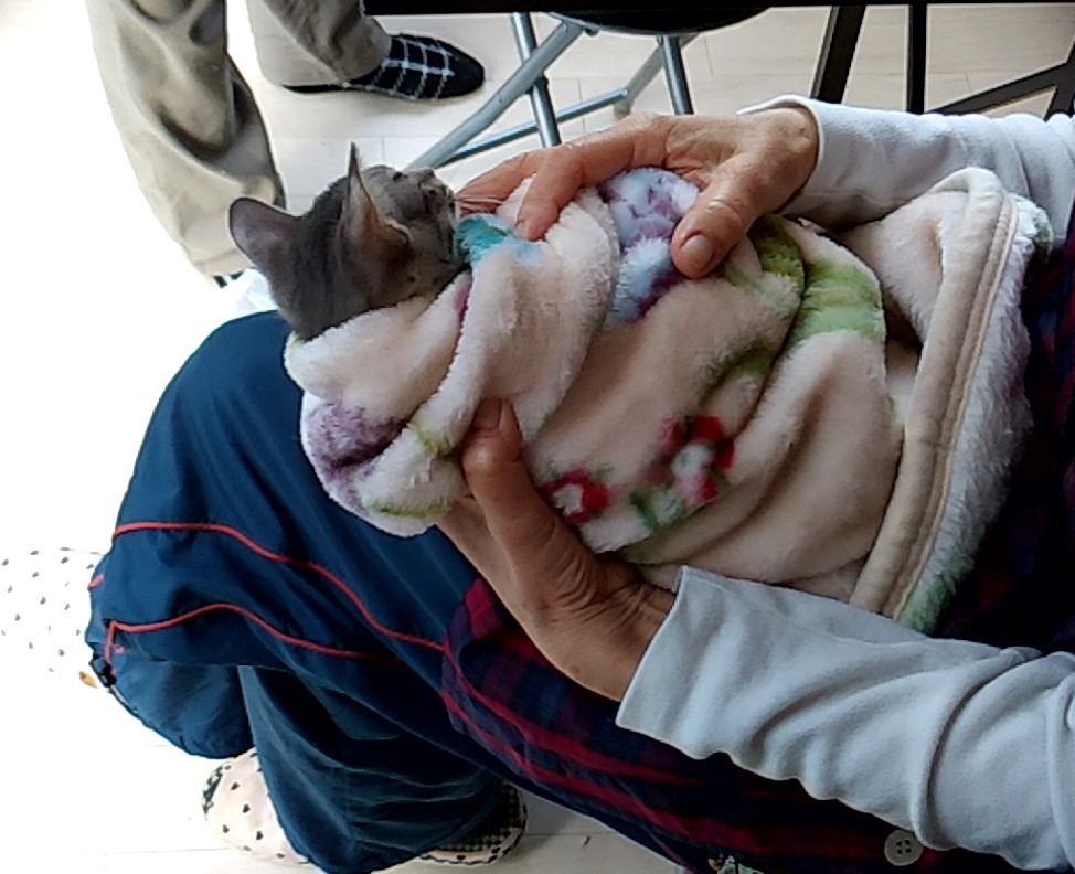 毛布にくるまれた猫