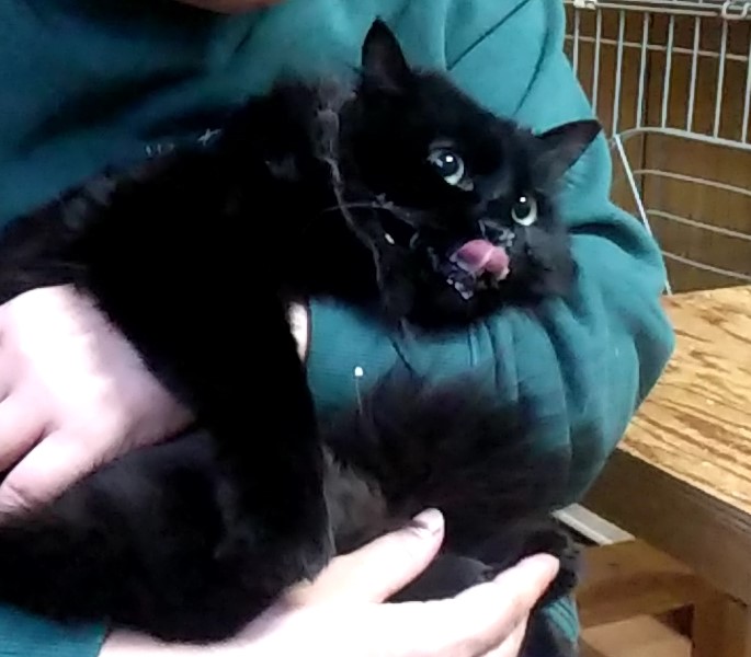 鼻の上のチュールを舐める猫